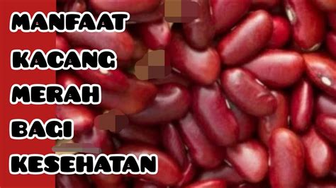 MANFAAT KACANG MERAH BAGI KESEHATAN || BENEFITS OF RED BEANS FOR HEALTH - YouTube