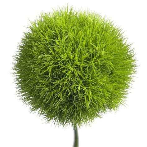 Dianthus Green Ball - Dianthus - Flowers and Fillers - Flowers by ...