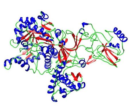 Structure of Oryza sativa Urease modeled by I-TASSER server. Blue color... | Download Scientific ...