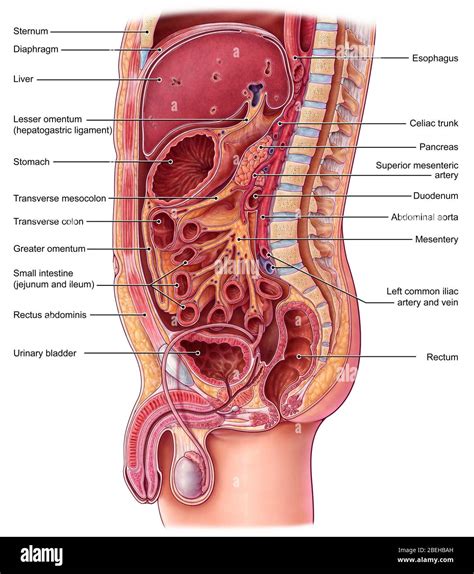 Abdominal Organs, Illustration Stock Photo - Alamy