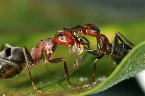 Ants Help Researchers Understand Why Biodiversity is Higher in Tropical ...