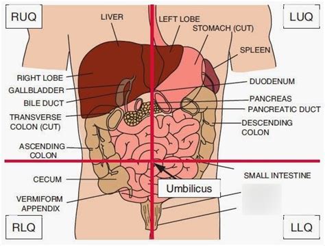 organs in left lower quadrant Diagram | Quizlet