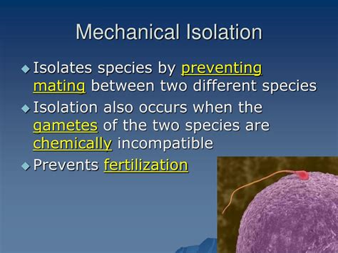 PPT - Process of Speciation PowerPoint Presentation, free download - ID:1421984