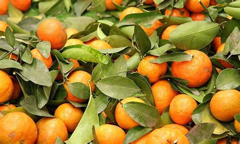 Mandarin Tree Care: Growing Mandarins At Home | Epic Gardening