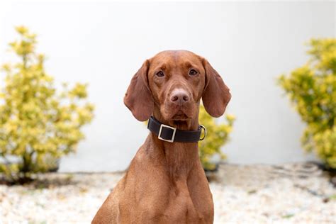 Red Dog Breeds | The Smart Dog Guide