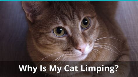 Why Your Cat Might Be Limping On It's Front Or Hind Leg And What To Do