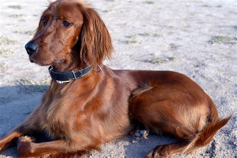 10 Best Red Dogs (By Breed) in 2021 | DoggOwner