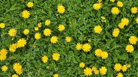 How to get rid of dandelions in a lawn: weed control tips | Gardeningetc