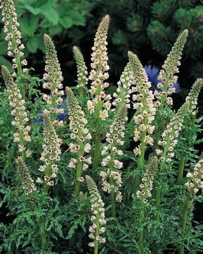 Mignonette Seeds | Reseda odorata | Annual Flower Seeds