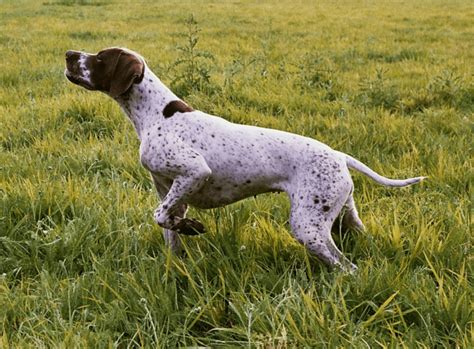 Decadimento bagliore pub tutte le razze di cani da caccia attacco ...