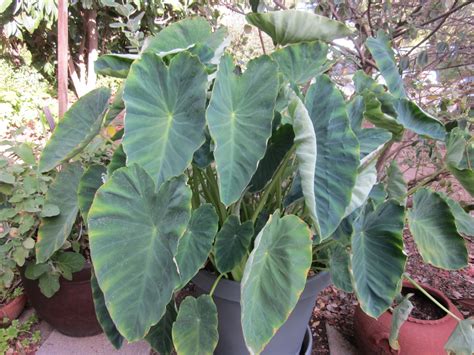 Geetha's Kitchen: Homegrown Greens: Taro Leaves (Colocasia esculenta)