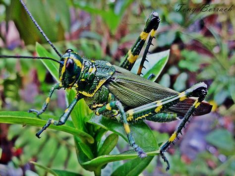 Gafanhoto Brasileiro Verde Amarelo | Os gafanhotos são os in… | Flickr