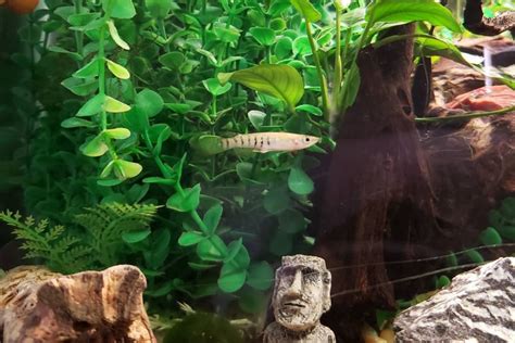 Golden Wonder Killifish: Care, Diet, Breeding & more