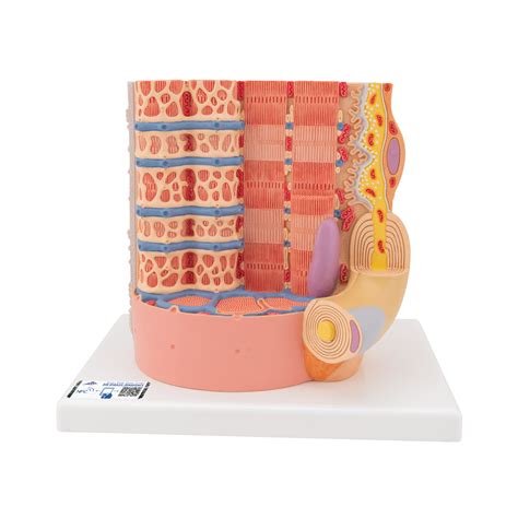 Sarcomere Model | Muscle Fiber Model | Skeletal Muscle | MICROanatomy Muscle Fiber