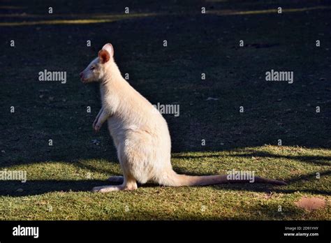 Beautiful rare an albino kangaroo in the park in Australia Stock Photo - Alamy