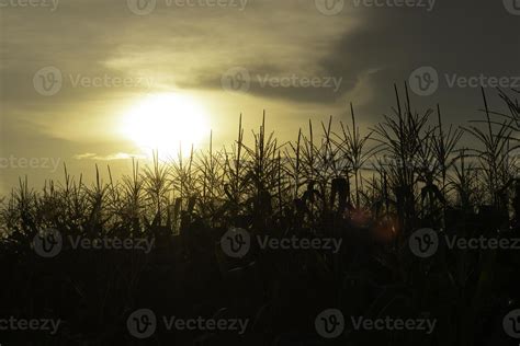 corn field at sunset 10221393 Stock Photo at Vecteezy