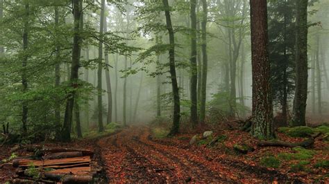 Foggy Forest Wallpapers HD