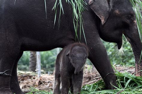 Save the Sumatran elephant habitat | Smithsonian Photo Contest | Smithsonian Magazine