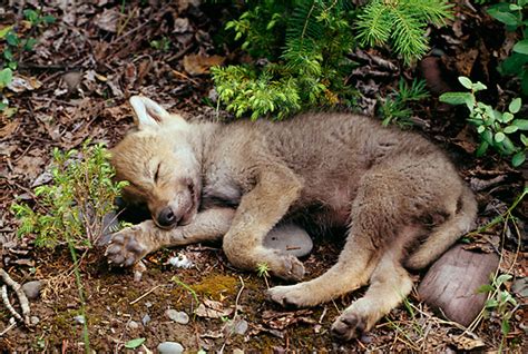 pup - Animal Stock Photos - Kimballstock