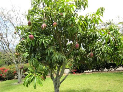 ÁRBOL DE MANGO: CARACTERISTICAS, CULTIVO, FRUTOS