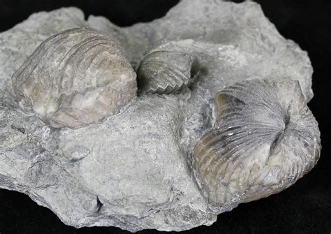 Platystrophia Brachiopods Fossil From Kentucky (#21813) For Sale ...