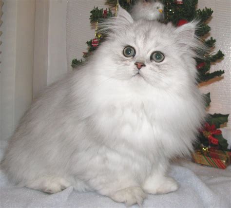 persian cat for sale : Biological Science Picture Directory – Pulpbits.net