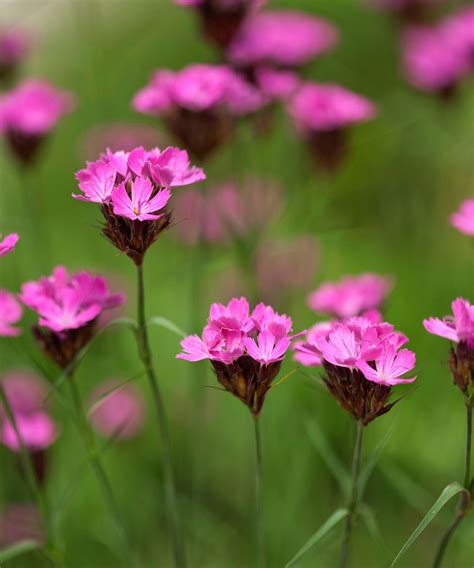 Best slug-repellent plants: 14 slug-proof planting choices | Gardeningetc