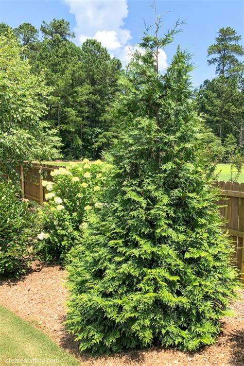 Fast Growing Evergreen Trees For Privacy - G4rden Plant