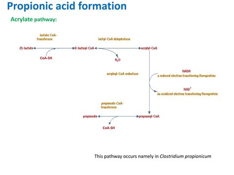 PPT - Propionic acid Bacteria Enrichment PowerPoint Presentation, free ...