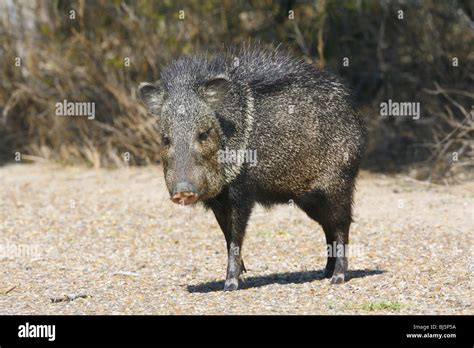 Collared Peccary or Javelina Stock Photo - Alamy