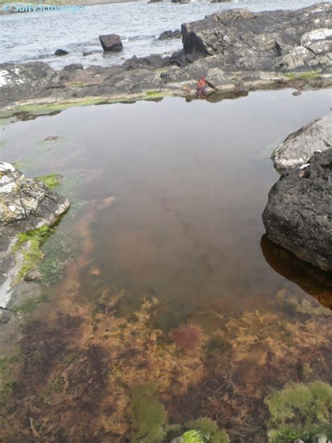 Rock Pooling: Rockpooling destintation: North Shetland, September 2014