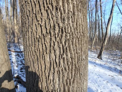 Mariton: Tuliptrees and White Ash - Natural Lands