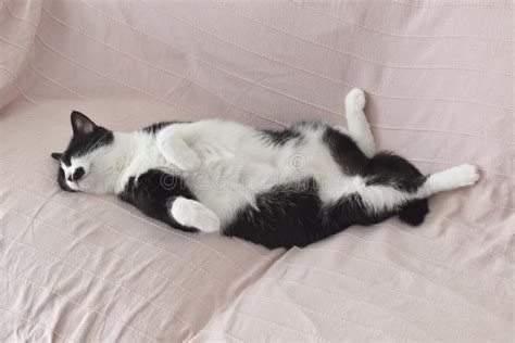 Cat Sleeping Upside Down on the Sofa at Home. Stock Photo - Image of animals, happy: 258304972