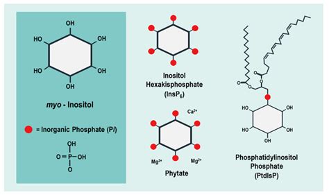 Plants | Free Full-Text | Can Inositol Pyrophosphates Inform Strategies for Developing Low ...