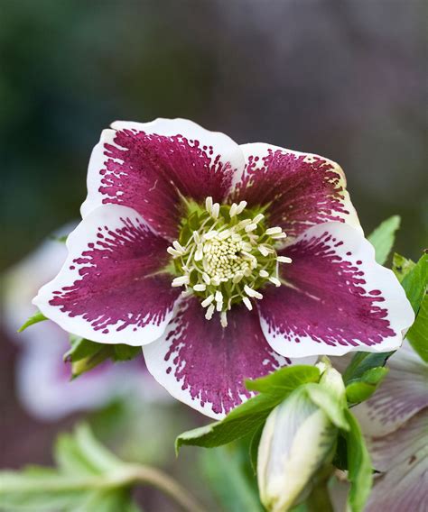 Hellebore varieties: 10 stunning types to grow | Homes & Gardens