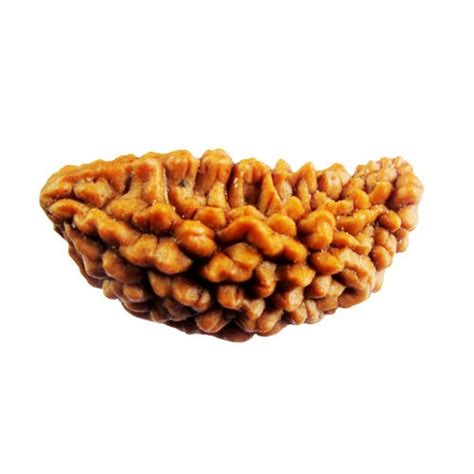 One Mukhi Rudraksha – BHAGYA PARIVARTAN