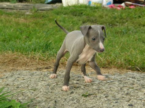 Italian Greyhuahua (Italian Greyhound Chihuahua Mix) Info, Puppies, Pictures