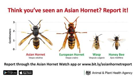 How Asian hornets are surging across UK - expert warns of new hotspots ...