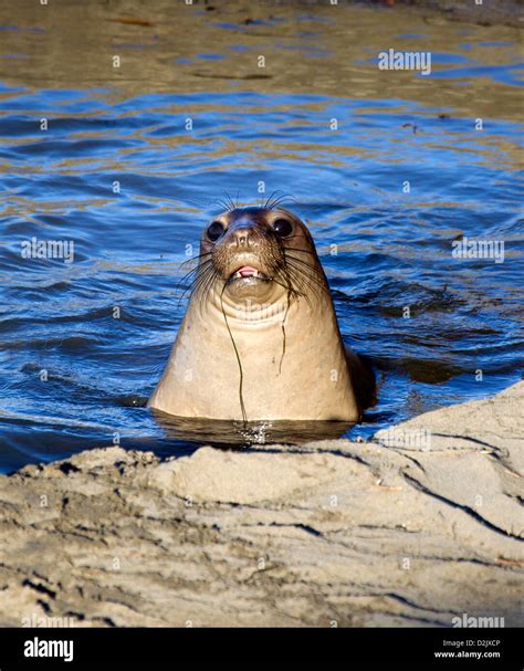 Cute Elephant Seal Pup Stock Photo - Alamy