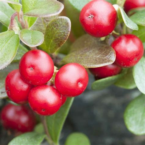 Bearberry - Definition of Bearberry