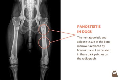 Panosteitis in Dogs - Pano Symptoms and Treatment with Radiographs