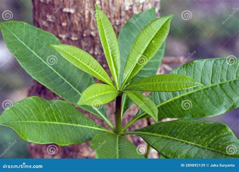 Pulai, Alstonia Scholaris Leaves, Commonly Called Blackboard Tree. Natural Background Stock ...