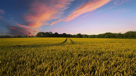 Perennial Agriculture: An Old New Way of Farming | Farm Bill Law Enterprise