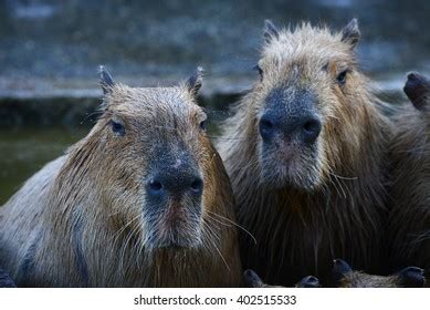 Capybara Family Hot Springs Onsen Stock Photo 400930657 | Shutterstock