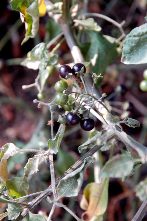 Black Nightshade Berries (Yes - edible when black) www.urbanoutdoorskills.com Edible Wild Plants ...