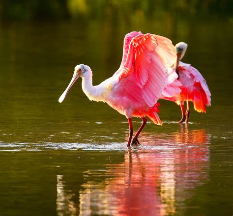 Waterside Inn | Located on the Beautiful and Famous Sanibel Island