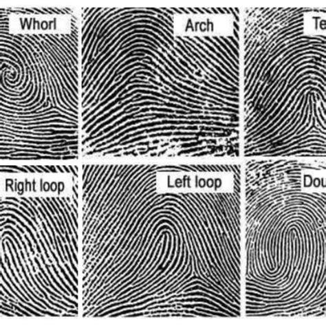 Major Fingerprint Types: Whorl, Arc, Tent, Right loop, Left loop, and ...