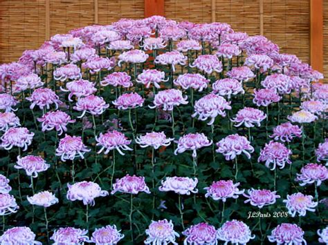 Kiku-The Art of the Japanese Chrysanthemum | View On Black T… | Flickr