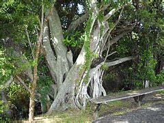 Category:Anhinga Trail - Wikimedia Commons