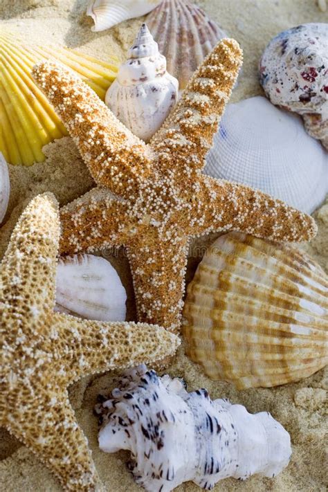 Starfish and Shells on the Beach Stock Image - Image of tropical, holiday: 981957